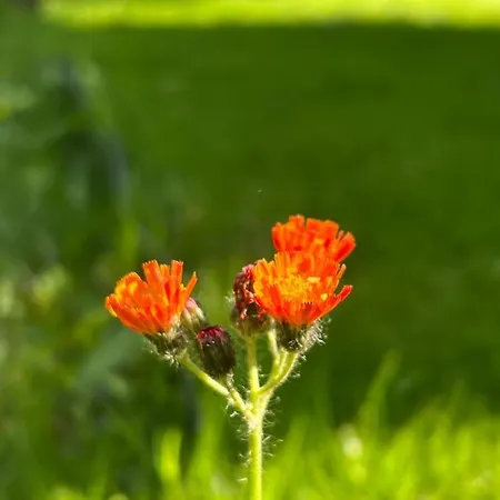 De Aagt Tuyn * Schoorl